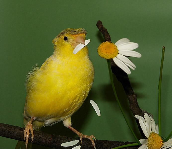 Канарейка птичка певчая красивые фото и картинки