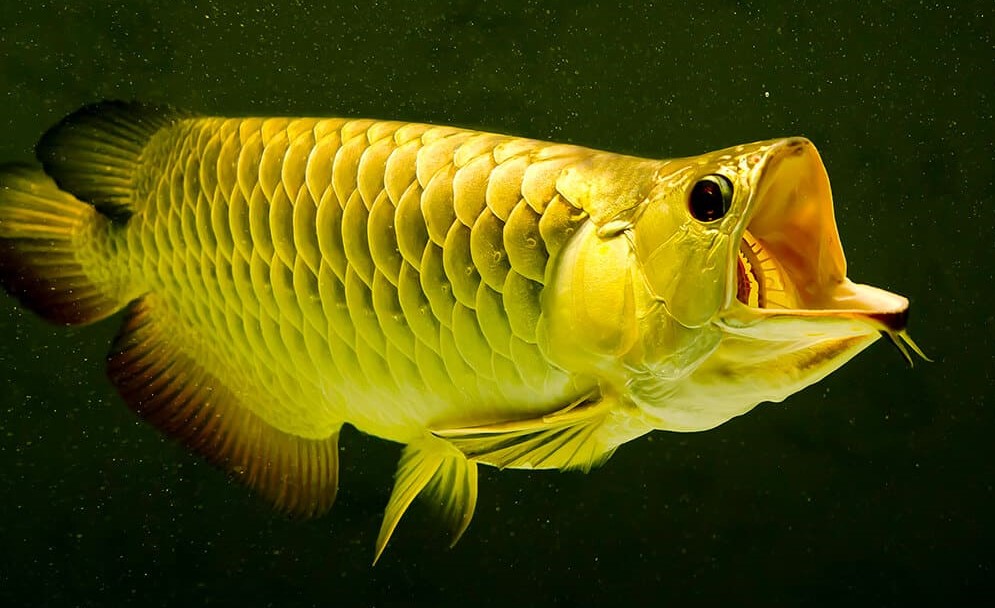 Платиновая арована - одна из самых дорогих аквариумных рыбок.