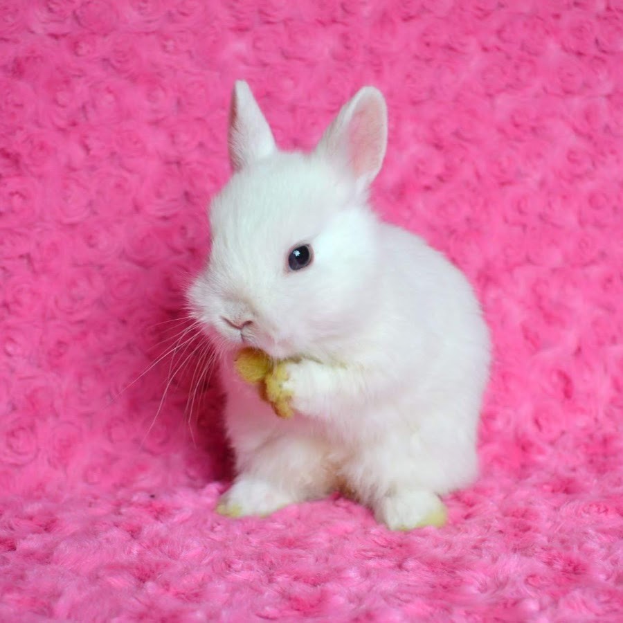 Сколько стоят зайки. Ангорский карликовый кролик. Карликовый кролик белый. Гладкошерстный карликовый кролик Баффи. Кролики декоративные Карликовые белые.