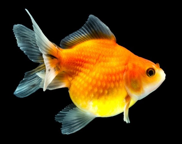 Золотая рыбка Жемчужинка XXL
